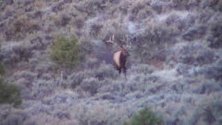 Colorado 3rd rifle Elk hunting big bulls hunting with MS multiple sclerosis [upl. by Bannerman406]