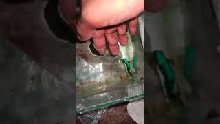 Betta fish breeding day 3 animals ulagam tamil shorts [upl. by Charlena721]