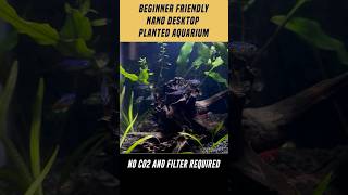 Beginner Friendly Planted tank aquarium for Neon Tetra and Shrimps fishtank plantedtank aquascape [upl. by Theall458]