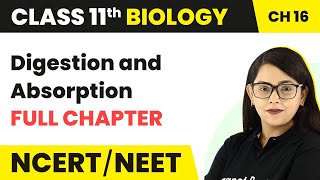 Digestion and Absorption  Full Chapter Explanation  Class 11 Biology Chapter 16  NCERTNEET [upl. by Lissi188]