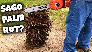 Sago Palm Care Cycas Revoluta 🌴 Pruning Rotting Removal [upl. by Nyvek]