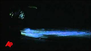 Raw Video Tsunami Waves Reach Hawaii [upl. by Cram253]