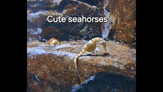 Cute bigbelly seahorses Hippocampus abdominalis [upl. by Rondon256]