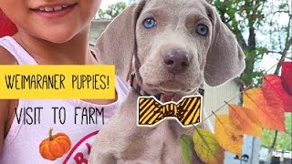 🐶🐾WEIMARANER PUPPIES [upl. by Iris137]