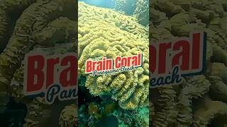 Brain Coral Panagsama Beach Cebu Philippines [upl. by Relda]