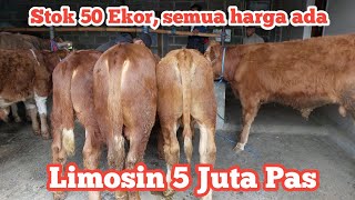 Review harga sapi mulai limosin 5 juta di Grosir Sapi H Rudi Malang [upl. by Thorlie]