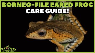 Borneo FileEared Frog BonyHeaded Flying Frog Care Guide  How To Care For Your FileEared Frog [upl. by Conlen]