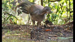 Mimicking sounds of the Lyrebird [upl. by Noivert341]