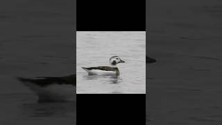 LONGTAILED DUCK WIGGLES HER RUMP shorts youtube trending birds duck song cute beast [upl. by Pergrim]