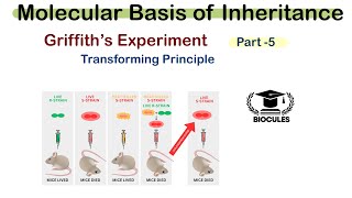 Griffith’s Experiment  Search for Genetic Material  Class 12th  NEET  Biocules [upl. by Corenda]