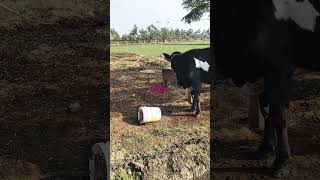 rabies cow dairy farming animals dairyprocessing [upl. by Leuqer]