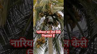 नारियल का तेलfarming amazingfacts farmer fruit oil coconut facts agrifact [upl. by Pucida465]