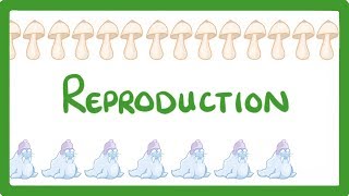 GCSE Biology  Sexual vs Asexual Reproduction  What is Asexual Reproduction 71 [upl. by Elleirad232]