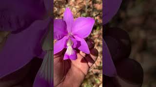 Cattleya Nobilior cerradobrasileiro flores plantas flowers orquidicas natureza [upl. by Ahtanamas]