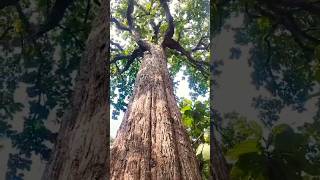 Parambikulam Kannimara Teak Tree 500 years old Tree [upl. by Hras]