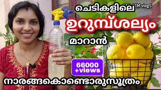 ഉറുമ്പ്ശല്യം മാറാൻ നല്ലൊരു മാർഗം How to get rid of Ants from vegetable plants [upl. by Kingsley]