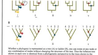 How to Interpret Phylogenetic Trees [upl. by Anahcra]