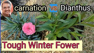 How To Grow Carnation Flower Plant  Difference Between Carnation and Dianthus [upl. by Nnayelhsa]