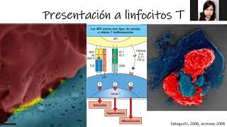 Inmunidad mediada por linfocitos T CD4 y CD8 Th1 Th2 Th17 y Treg [upl. by Starlin]