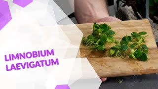 Limnobium laevigatum Südamerikanischer Froschbiss ein Geheimtipp gegen Algen im Aquarium [upl. by Atinauq360]