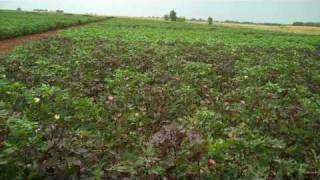 TAMU Plant Breeding  Mass Selecting Cotton [upl. by Nazler235]