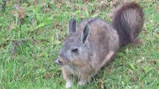 Adorable Northern Viscacha in Machupicchu Lagidium peruanum [upl. by Llenreb956]