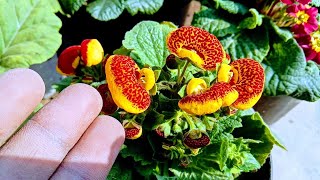 How to grow and care calceolaria ladyspurse flower plant winter care tips [upl. by Ikkaj]