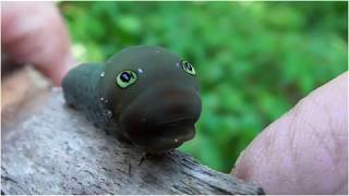 Eastern Tiger Swallowtail Caterpillar [upl. by Dallis]