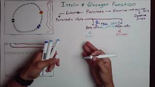 Insulin and Glucagon [upl. by Ybroc]