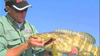 Chokoloskee Fishing for Goliath Grouper and Monster Mystery Fish [upl. by Anetsirhc612]