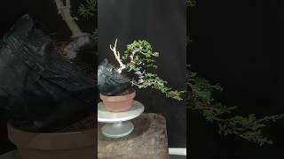 Beautiful Bonsai Works🌳🌲💥524shorts shortsvideo beautifulbonsai art khuebonsai🥰❤️ [upl. by Noraed]