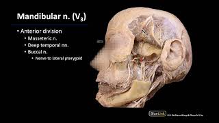 Infratemporal Fossa  Mandibular Nerve V3 [upl. by Margreta507]