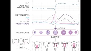 CALCUL OVULATION GROSSESSE [upl. by Anilag]