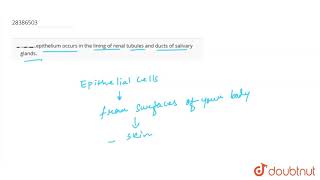 ����epithelium occurs in the lining of renal tubules and ducts of salivary glands [upl. by Eedahs172]