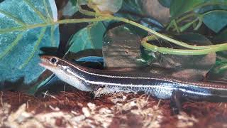 Feeding Southeastern Five Lined Skink 2 [upl. by Buff580]