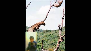 Jaguar Catching Sloth 🦥🦥reaction ytshort viral jaguar sloth [upl. by Nyrmac]