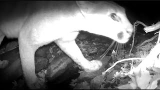 Mountain Lion Picks Up My Scent  Eerie Breathing Sounds at Night [upl. by Aliakim232]