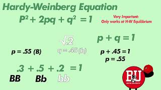 Biology Using the HardyWeinberg Equation to find Allele amp Genetic Frequencies [upl. by Florri453]