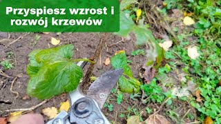 Po co przycinać młode krzewy owocowe jak przyspieszyć wzrost krzewów owocowych [upl. by Aielam189]