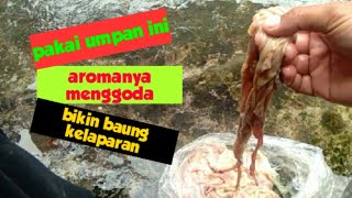 Umpan jitu ikan baung selain kucur [upl. by Reemas]