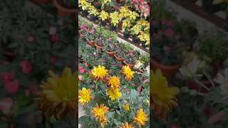 😍 Kalaignar Centenary Park 😍 shorts kalaignarcentenarypark garden flowers kalaignar [upl. by Nhabois]