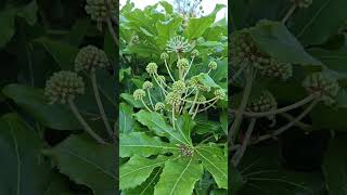 My fatsia japonica is in flower [upl. by Bobbe]