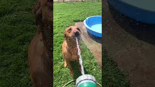 Maverick vs The Hose 🌊🐾 SlowMo Water Fun labrador cutedog [upl. by Lejeune945]