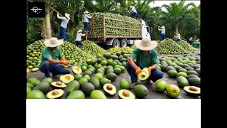 Mega Avocado Factory Processing millions of avocados with modern technology [upl. by Adnilak]