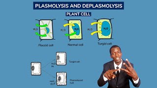 FORM 1 Lesson 76 Plasmolysis and deplasmolysis Turgidity and flaccidity mp4 [upl. by Nerol]