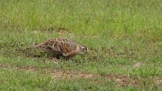 Male Common Bronzewing [upl. by Lisa]