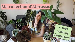 L Alocasia  Entretien amp Collection personnelle [upl. by Ylatan]