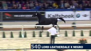 Glamourdale by Lord Leatherdale x Negro  2nd phase  2014 KWPN Stallion Licensing [upl. by Jerrol]