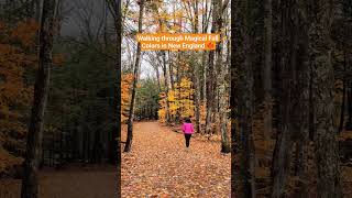 Fall Colors in New Hampshire  Sabbaday Falls Trail Kancamagus Hwy  Oct 22 2023 explore travel [upl. by Clementia]