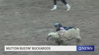 Rodeo pros and mutton bustin buckaroos out at Buc Days [upl. by Etz]